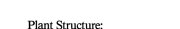 Couverture : Plant Structure: Function and Development